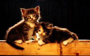 2 Little Kittens wallpaper thumb
