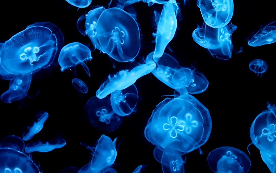 Animal, Jellyfish, Abstract, Blue, Dark wallpaper,animal HD wallpaper,jellyfish HD wallpaper,abstract HD wallpaper,blue HD wallpaper,dark HD wallpaper,2560x1600 wallpaper