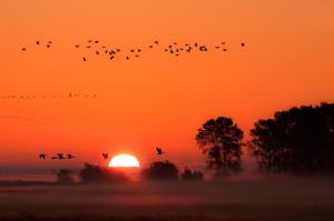 Sunset birds and fog wallpaper thumb