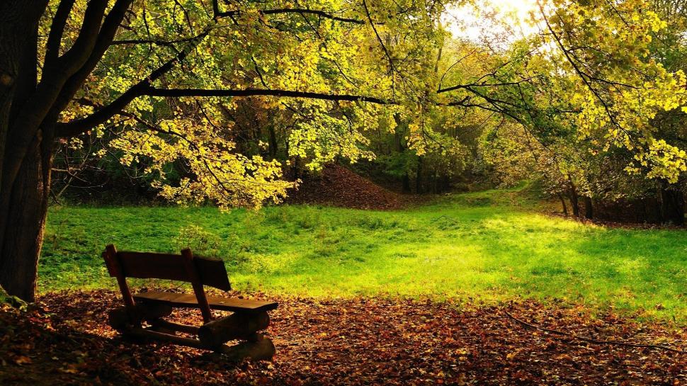 Empty Bench in the Forest wallpaper,Forest HD wallpaper,1920x1080 wallpaper