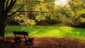 Empty Bench in the Forest wallpaper thumb