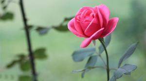 Pink Rose, Flowers, Leaves wallpaper thumb