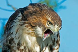 Predator hawk beak wallpaper thumb