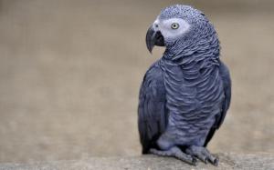 African Grey Parrot wallpaper thumb