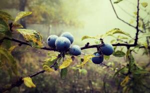 Blueberries, twigs, water drops, leaves, forest, fog wallpaper thumb