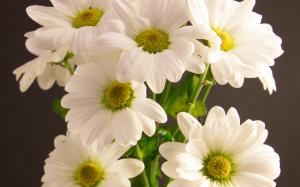 White Chrysanth, Flowers, Beautiful wallpaper thumb
