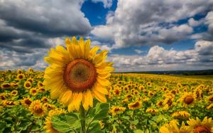 Sunflowers, fields, clouds, sky wallpaper thumb