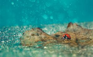 Ladybug Rain Drops wallpaper thumb
