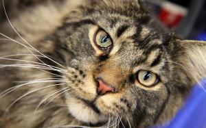Maine Coon Close Up wallpaper thumb