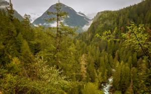 USA, Washington, Marblemount, forest, mountains, stream wallpaper thumb