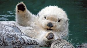 Baby Sea Otter wallpaper thumb