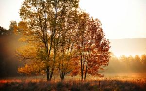 Fall trees, leaves, yellow, forest, morning sun wallpaper thumb
