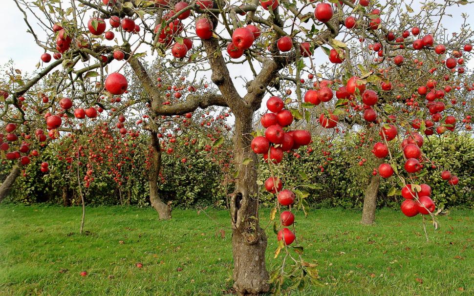 Autumn Red Apples wallpaper,tree HD wallpaper,fruits HD wallpaper,landscape HD wallpaper,2560x1600 wallpaper