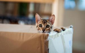 Cat, Box, Kitten, Animal, Pet wallpaper thumb