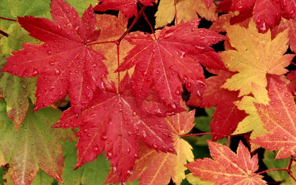 Autumn Maple Leaves wallpaper,Autumn HD wallpaper,1920x1200 wallpaper