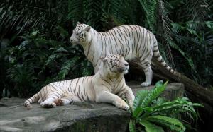 White tigers wallpaper thumb
