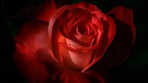 Red rose petals macro wallpaper thumb