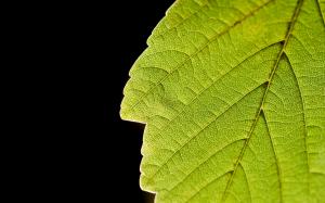 Leaf Macro Veins HD wallpaper thumb