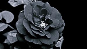 Rose, Black, Mystery, Monochrome wallpaper thumb