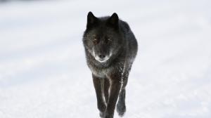 Wolf, snow wallpaper thumb