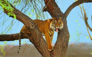 Tiger, predator, tree, Sumatran wallpaper thumb