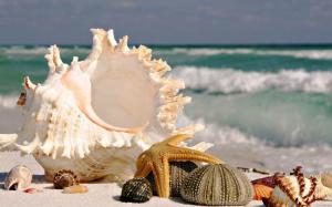 Shells on the beach wallpaper thumb