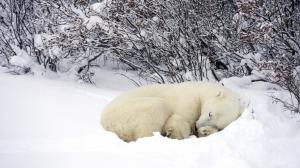 Resting Polar Bear In Snow wallpaper thumb