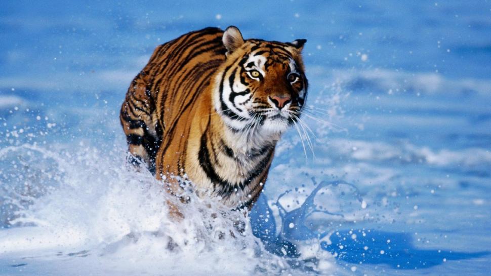 Tiger Run In Water HD wallpaper,hd wallpaper HD wallpaper,run in water HD wallpaper,tiger HD wallpaper,1920x1080 wallpaper