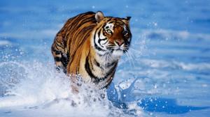 Tiger Run In Water HD wallpaper thumb