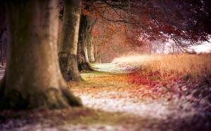 Autumn red maple forest wallpaper thumb