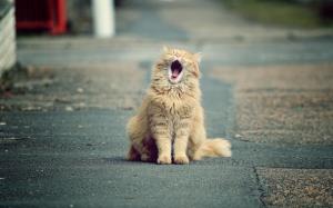 Cute cat yawns wallpaper thumb