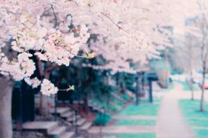 Blossoms, spring, tree wallpaper thumb