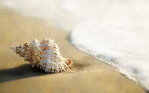Beach Macro Ocean Shell HD wallpaper thumb