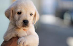 Cute puppy, dog, pet, face, hand wallpaper thumb