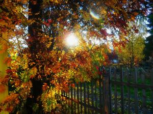 Seasons Autumn Trees Rays of light Fence Nature wallpaper thumb