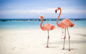 widescreen flamingos on beach  005486 . jpg beack FLAMINGOS Pink two HD wallpaper thumb