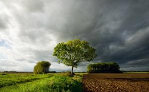 Farm trees, grass, sky, clouds wallpaper thumb