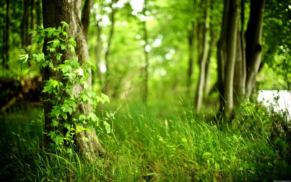 Green Trees Forest HD wallpaper,nature HD wallpaper,trees HD wallpaper,green HD wallpaper,forest HD wallpaper,1920x1200 wallpaper