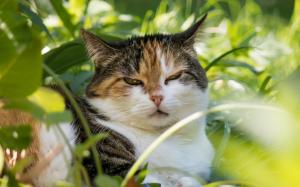 Cat in face grass wallpaper thumb