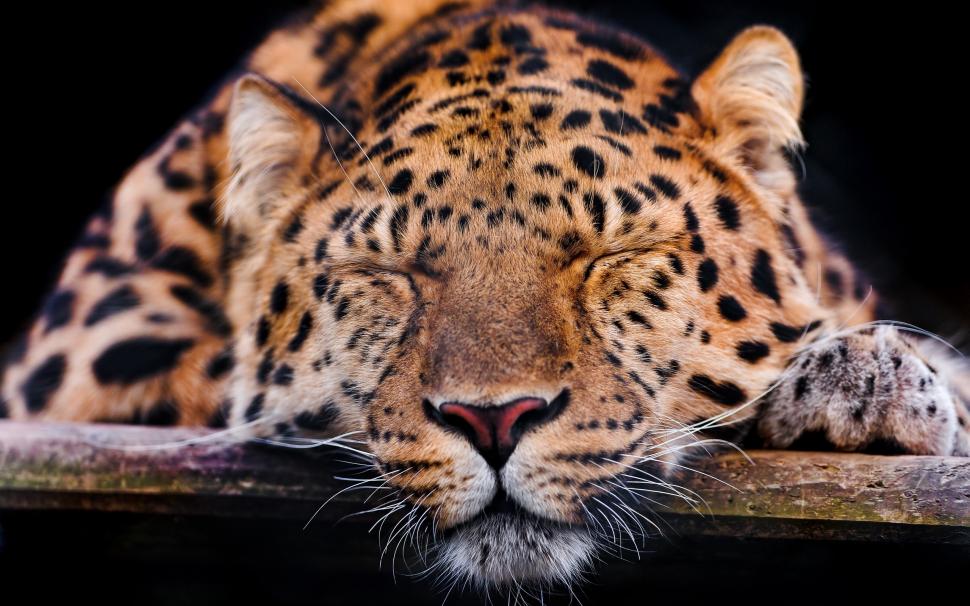 Amur leopard, sleep, rest wallpaper,Amur HD wallpaper,Leopard HD wallpaper,Sleep HD wallpaper,Rest HD wallpaper,2560x1600 wallpaper