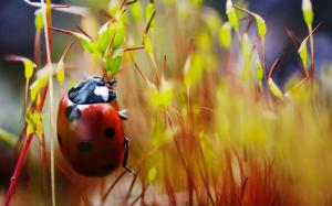 Red Ladybug Macro Photo wallpaper thumb