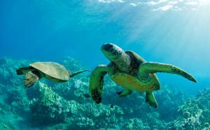 Two Green Sea Turtles, underwater, coral reef, Maui wallpaper thumb