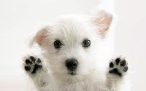 Very cute Dog wallpaper thumb