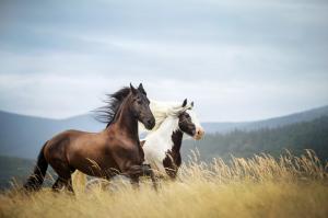 Horses in mountains wallpaper thumb