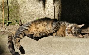 Gray striped cat, sleeping, sunshine wallpaper thumb