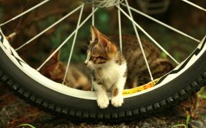 Cat and bicycle wheel wallpaper thumb