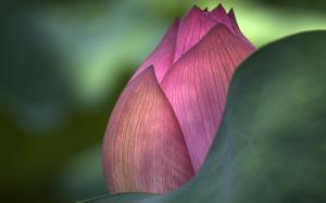 Pink Lotus Flower Widescreen wallpaper thumb