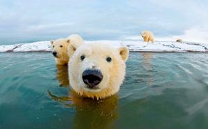 Polar bear, arctic, sky, sea wallpaper thumb