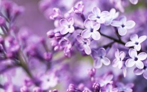 Lilac bloom, purple blurry background wallpaper thumb