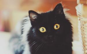 Black cat face wallpaper thumb